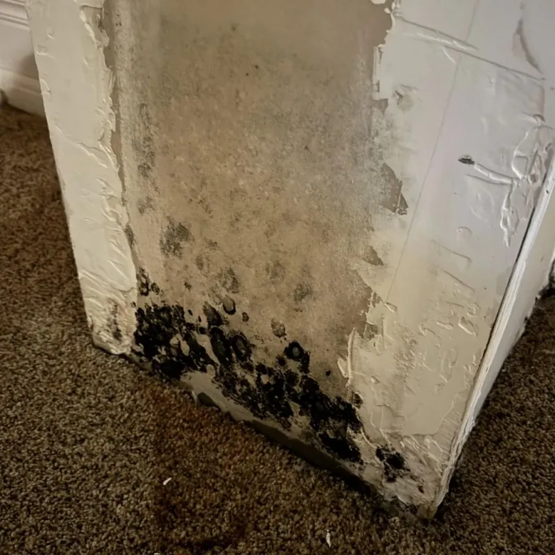 Professional Mold Removal in Sandy, UT
